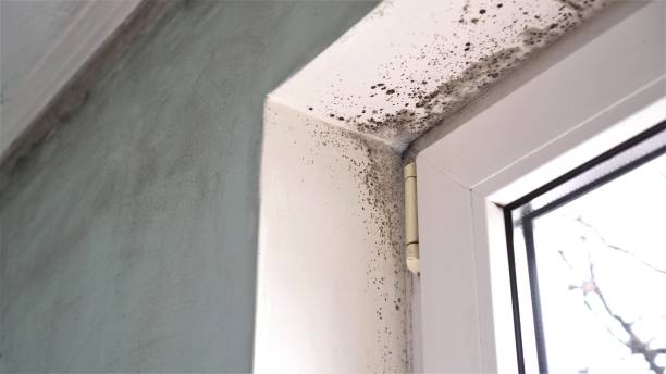 Best Residential Mold Removal  in Payson, IL
