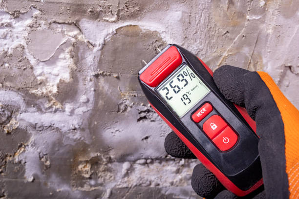 Best Commercial Mold Removal  in Payson, IL
