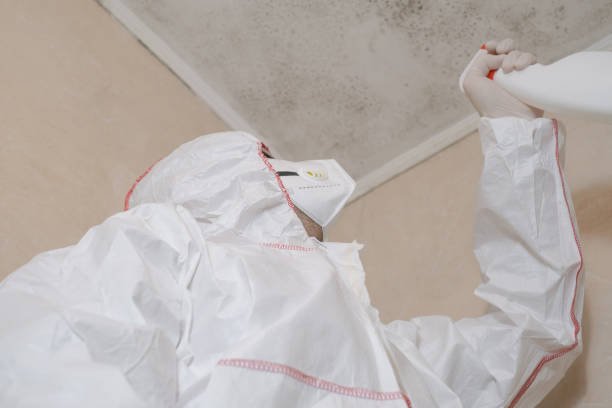 Best Attic Mold Removal  in Payson, IL