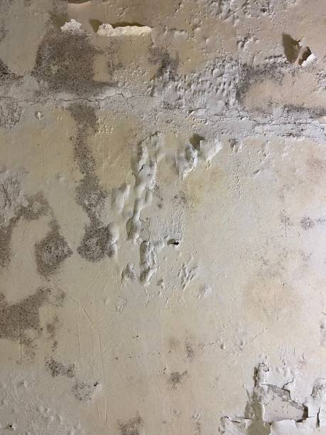 Best Toxic Mold Removal  in Payson, IL