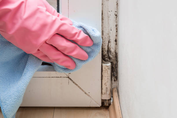 Best Mold Testing  in Payson, IL