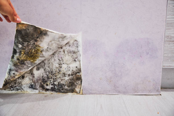 Best Residential Mold Removal  in Payson, IL